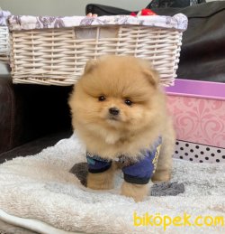 TEDDY FACE POMERANIAN BOO YAVRULARIMIZ 1
