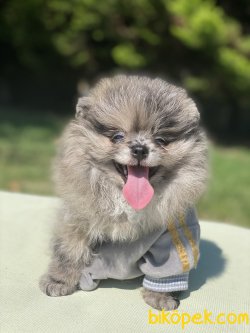 TEDDY FACE POMERANIAN BOO YAVRULARIMIZ 1