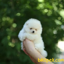 TEDDY FACE POMERANIAN BOO YAVRULARIMIZ 2