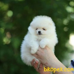 TEDDY FACE POMERANIAN BOO YAVRULARIMIZ 1