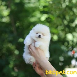 TEDDY FACE POMERANIAN BOO YAVRULARIMIZ 3