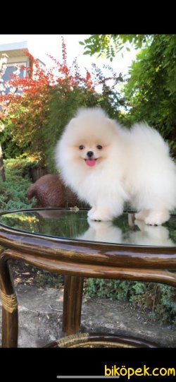 TEDDY FACE POMERANIAN BOO YAVRULARIMIZ 1