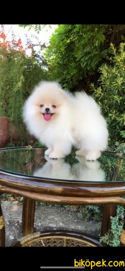 TEDDY FACE POMERANIAN BOO YAVRULARIMIZ 2