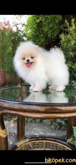 TEDDY FACE POMERANIAN BOO YAVRULARIMIZ 3