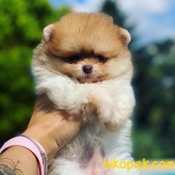 TEDDY FACE POMERANIAN BOO YAVRULARIMIZ 3