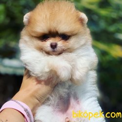 TEDDY FACE POMERANIAN BOO YAVRULARIMIZ 1