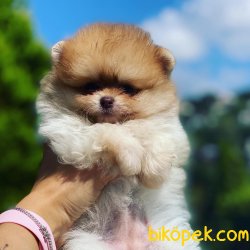 TEDDY FACE POMERANIAN BOO YAVRULARIMIZ 2