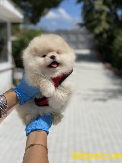 TEDDY FACE POMERANIAN BOO YAVRULARIMIZ 2