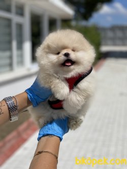 TEDDY FACE POMERANIAN BOO YAVRULARIMIZ 1