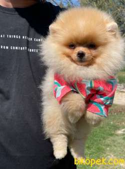 Teddy Face Pomeranian Boo Yavrularimiz 3