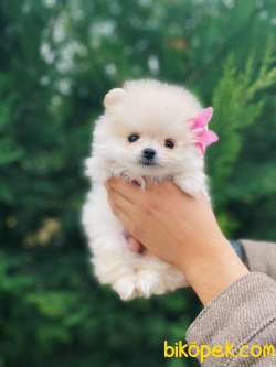 Teddy Face Pomeranian Boo Yavrularimiz 2