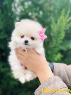Teddy Face Pomeranian Boo Yavrularimiz 1