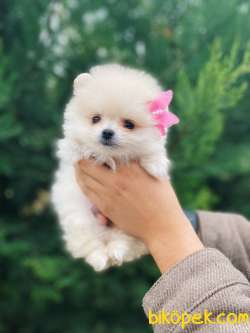 Teddy Face Pomeranian Boo Yavrularimiz 3