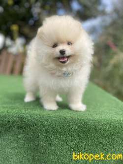 Teddy Face Pomeranian Boo Yavrularimiz 1