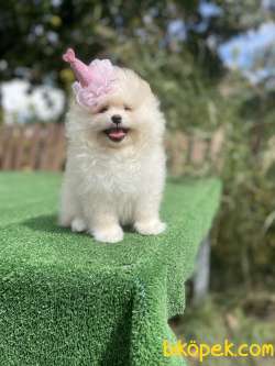 Teddy Face Pomeranian Boo Yavrularimiz 2