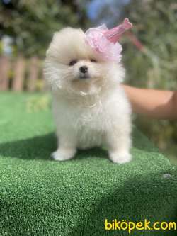 Teddy Face Pomeranian Boo Yavrularimiz 3