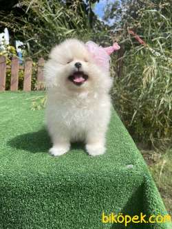 Teddy Face Pomeranian Boo Yavrularimiz 3