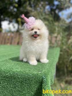 Teddy Face Pomeranian Boo Yavrularimiz 2