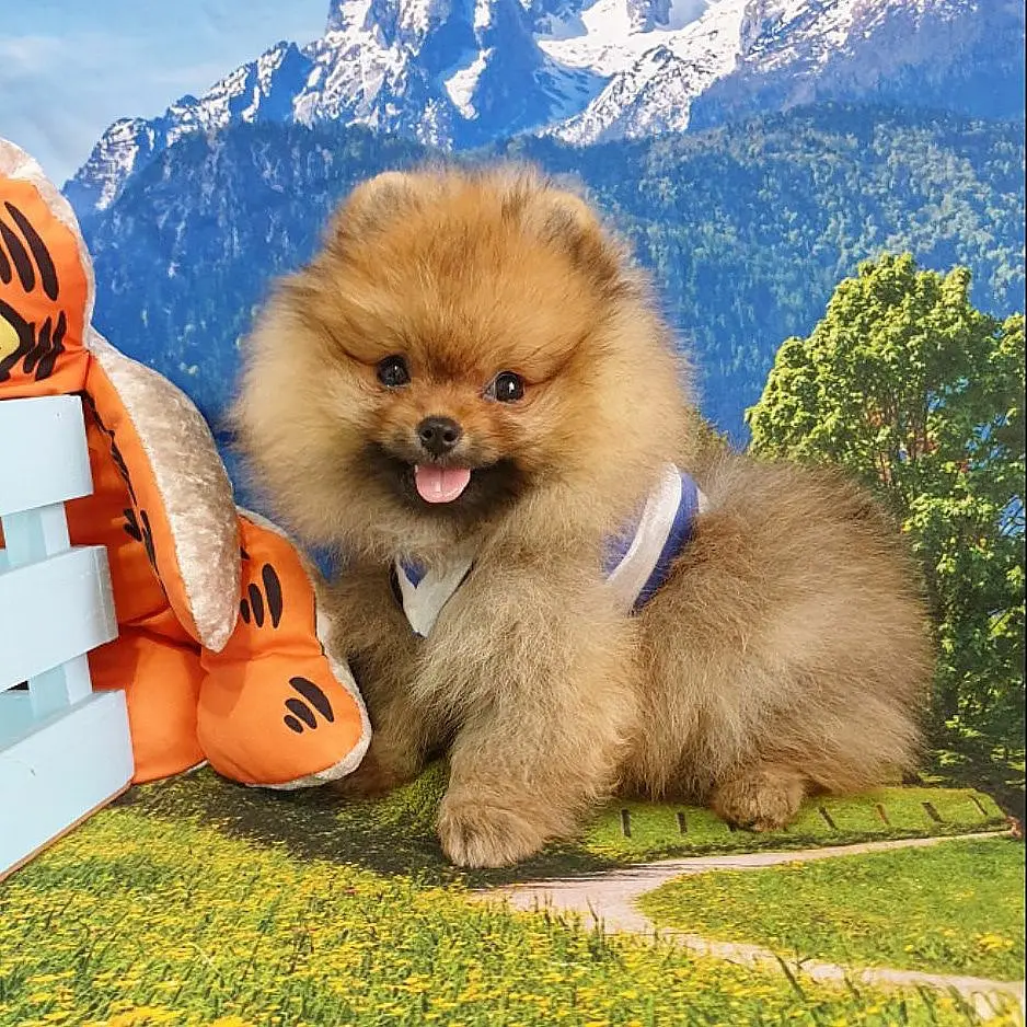 Teddy Face Pomeranian Boo Yavrularımız 2