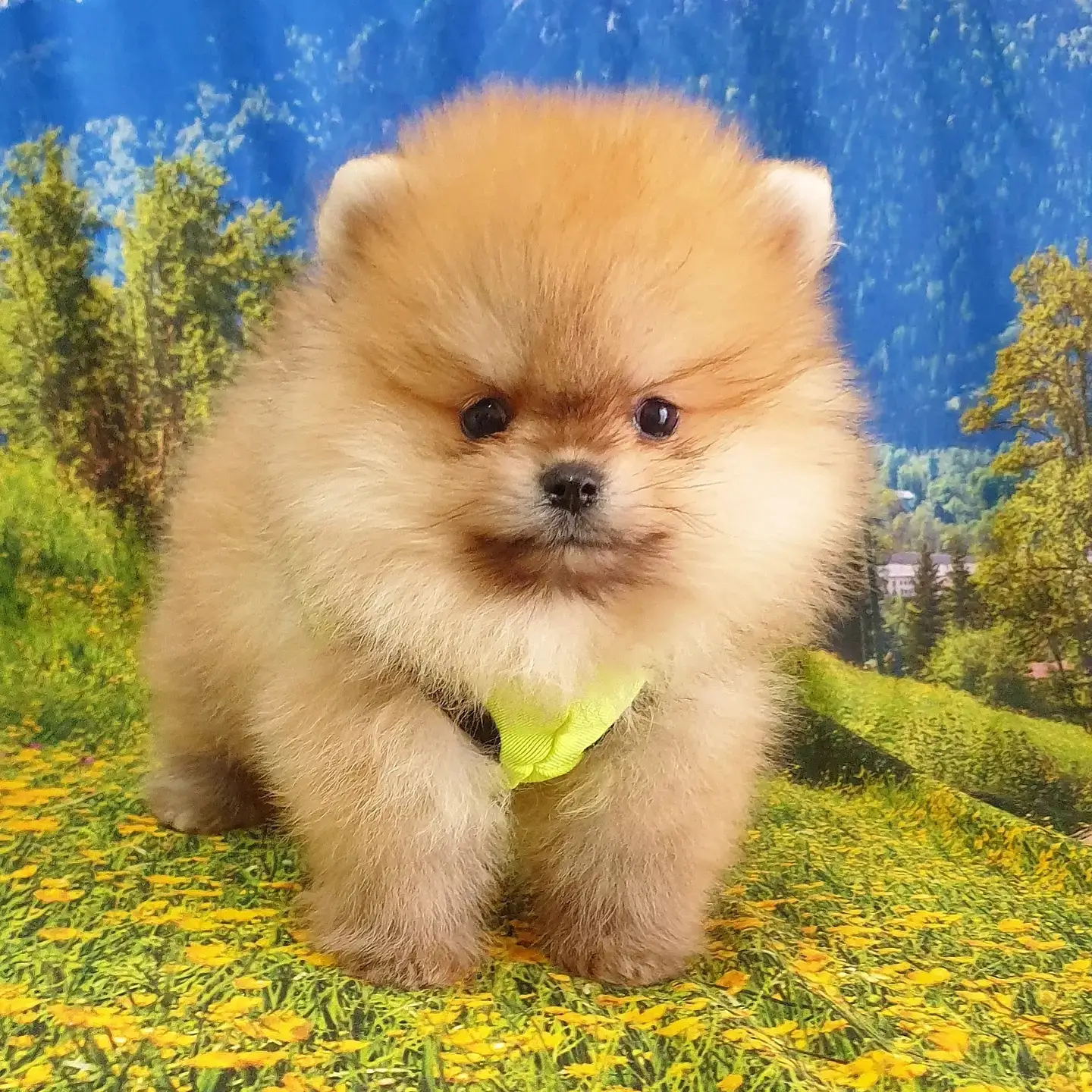 Teddy Face Pomeranian Boo Yavrularımız 1