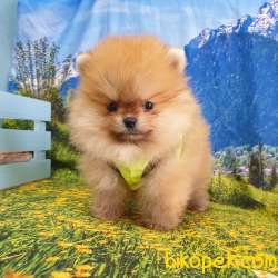 Teddy Face Pomeranian Boo Yavrularımız 5