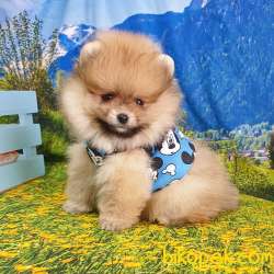 Teddy Face Pomeranian Boo Yavrularımız 3