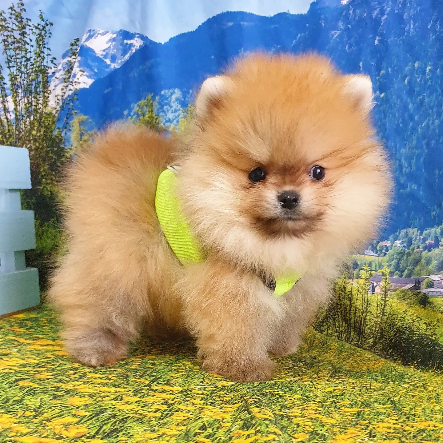 Teddy Face Pomeranian Boo Yavrularımız 2