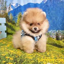 Teddy Face Pomeranian Boo Yavrularımız 4
