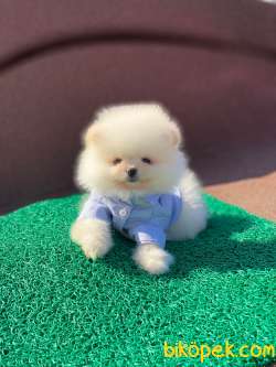 Teddy Face POMERANİAN BOO Yavrumuz 4