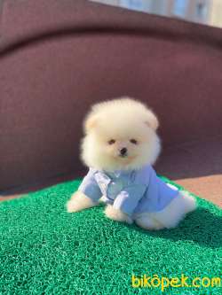 Teddy Face POMERANİAN BOO Yavrumuz 2