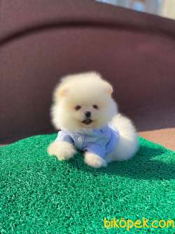 Teddy Face POMERANİAN BOO Yavrumuz 1