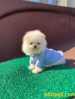 Teddy Face POMERANİAN BOO Yavrumuz 3