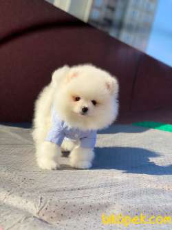 Teddy Face POMERANİAN BOO Yavrumuz 3