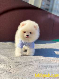 Teddy Face POMERANİAN BOO Yavrumuz 5