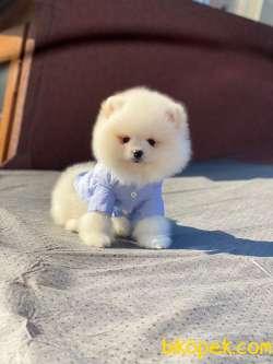 Teddy Face POMERANİAN BOO Yavrumuz 2