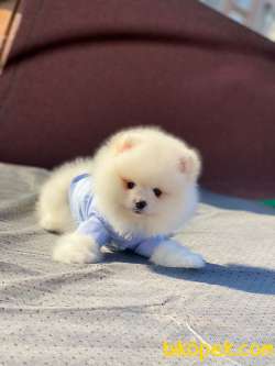 Teddy Face POMERANİAN BOO Yavrumuz 4