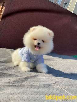 Teddy Face POMERANİAN BOO Yavrumuz 1