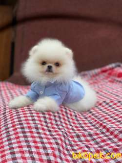 Teddy Face Pomeranian Boo Yavrumuz 5