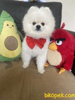 TEDDY FACE POMERANİAN OĞLUMUZ 2