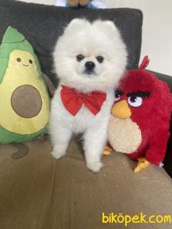 TEDDY FACE POMERANİAN OĞLUMUZ 4