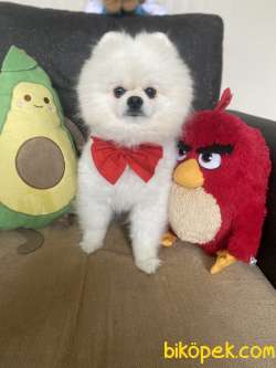 TEDDY FACE POMERANİAN OĞLUMUZ 1