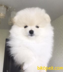 Teddy Face Pomeranian Yavrularimiz 3