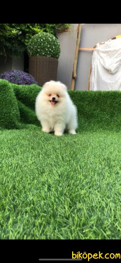 Teddy Face Pomeranian Yavrularimiz 1