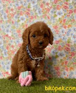 Teddy Face Redbrown Toy Poodle Erkek Yavrumuz 1