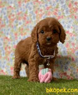 Teddy Face Redbrown Toy Poodle Erkek Yavrumuz 3