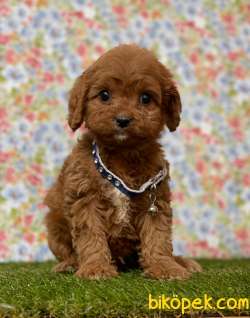 Teddy Face Redbrown Toy Poodle Erkek Yavrumuz 2