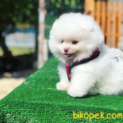 Teddy Face Secereli Pomeranian Boo Yavrularimiz 2