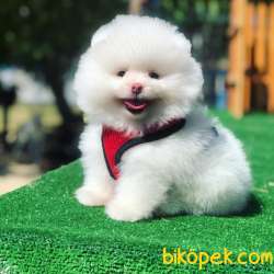 Teddy Face Secereli Pomeranian Boo Yavrularimiz 1