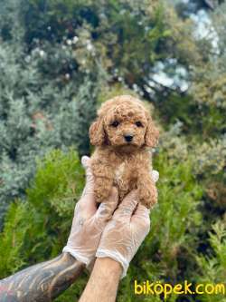 Teddy Face Toy Poodle