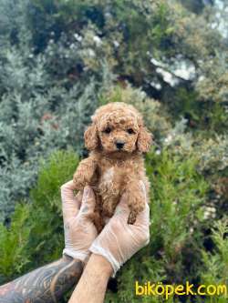Teddy Face Toy Poodle 4